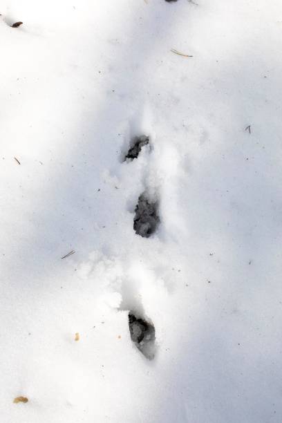 istock animal footprints in wet snow, background, vertical