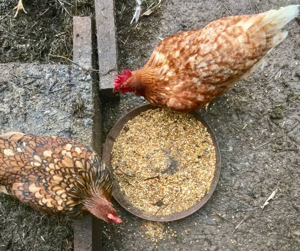 istock Free Range Farm Chickens Pecking Grain Feeds 1304888579