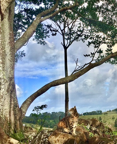 Vertical landscape of adventure traveller pampered pet travel tabby cat in country park nature wilderness under fig tree branch on rocks in rural meadows Byron Bay Australia