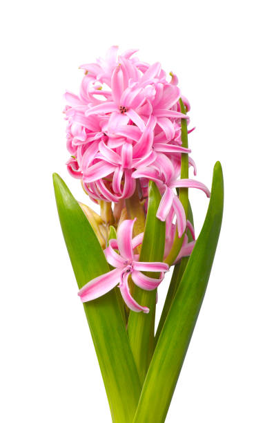 istock Nature photo pink blooming Hyacinthus on white isolated background. 1304888621
