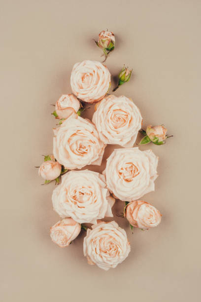 istock Spring background. Rose flowers on a beige background. 1304888794