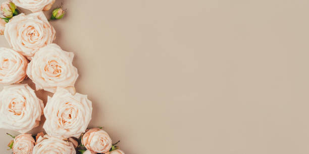istock Spring background. Rose flowers on a beige background. 1304888799