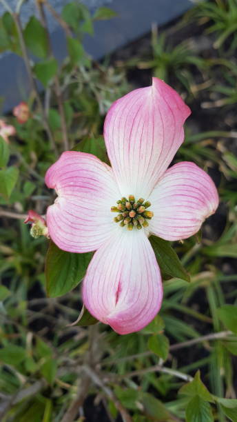 istock Pink flowering dogwood 1304890652