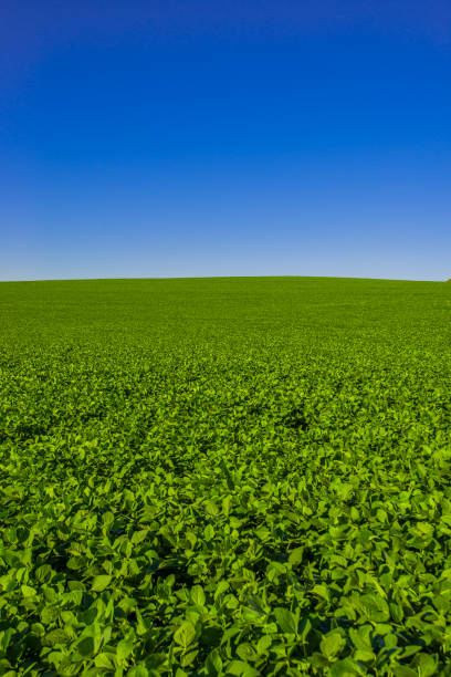 istock soy plantation, agriculture and development 1304890791