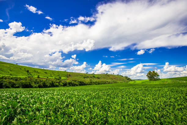 istock soy plantation, agriculture and development 1304890929