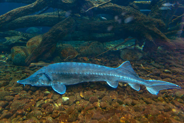 Sturgeon on the bottom Sturgeon on the bottom . Silver colored fish in transparent water sturgeon fish stock pictures, royalty-free photos & images