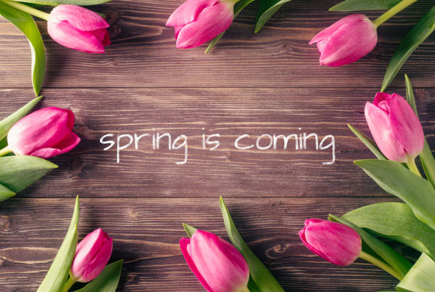 istock Pink tulips on a wooden background. Text spring is coming. 1304891733