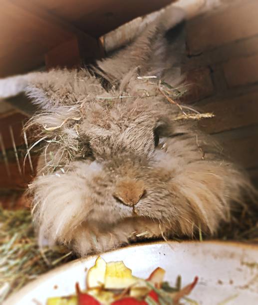 istock Portrait of a cute little easter bunny 1304892021