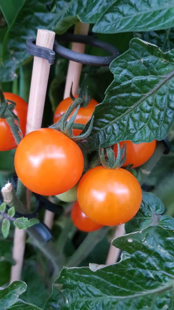 istock Close up of orange cherry tomatoes 1304892054