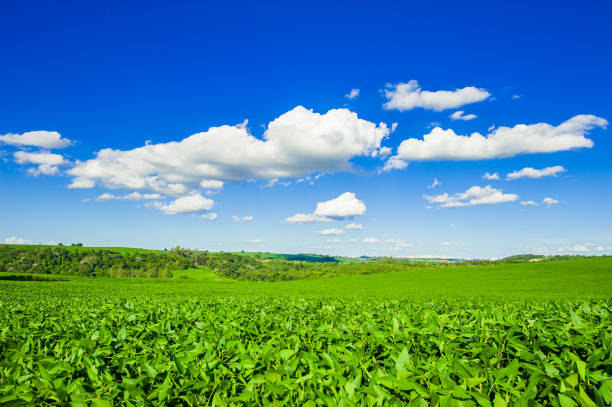 istock soy plantation, agriculture and development 1304892209