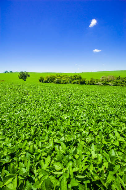 istock soy plantation, agriculture and development 1304892236