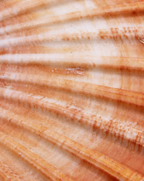 istock close up of a seashell background 1304893248
