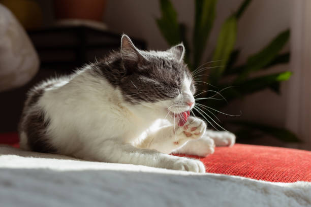 istock Cat cleaning itself under morning sun 1304895054