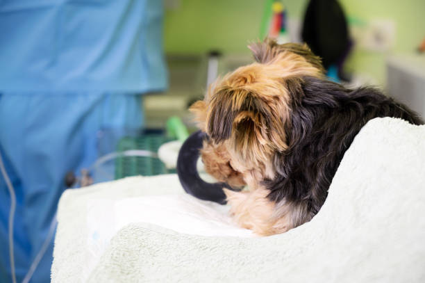 istock Preoxygenation technique in dog with oxygen mask. Veterinary Doctor prepares dog for anesthesia. High quality photo 1304895536