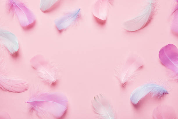 istock Abstract background with soft pink feathers. Monochrome Flat lay frame 1304899500