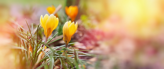 Spring flowers small yellow crocuses close-up sun rays wide horizontal banner blurred background soft selective focus defocus free space for text
