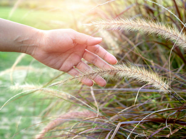 istock Woman's hand touching wild grass. 1304899769