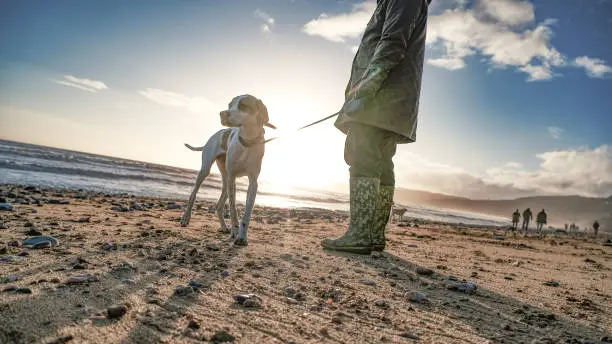 Photo of English pointer on beach with a setting sun in the background