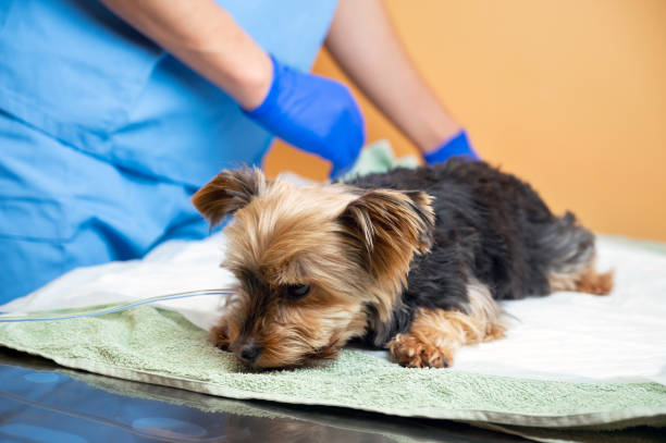 istock Dog falls asleep after a sedative induction before anesthesia and surgery in a veterinary clinic. Veterinary strokes the dog. High quality photo. 1304900600