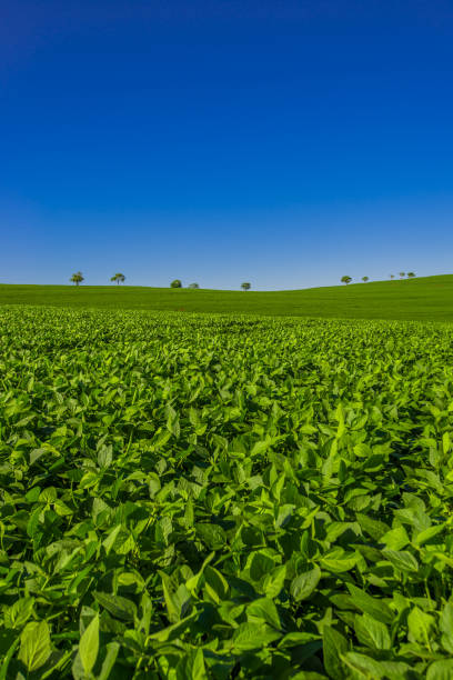 istock soy plantation, agriculture and development 1304900743