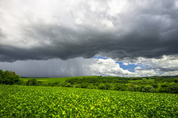 istock soy plantation, agriculture and development 1304901041