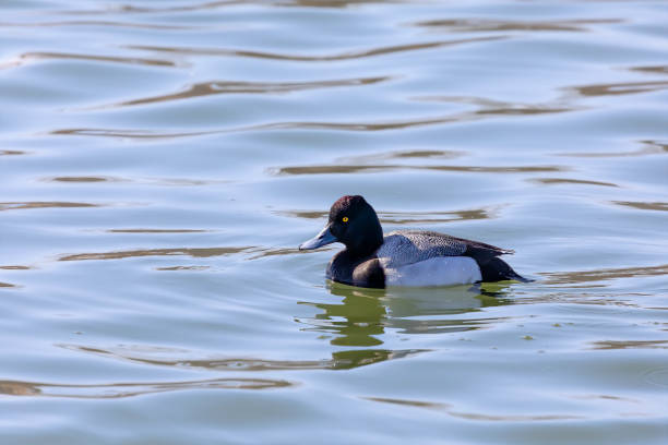 The greater scaup (Aythya marila ), drake on a river in Wisconsin in winter during a migration to the north. Natural scene from Wisconsin river greater scaup stock pictures, royalty-free photos & images
