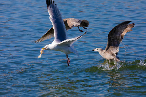 Natural scene rom Wisconsin river