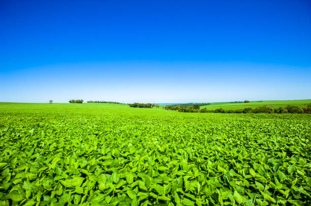 istock soy plantation, agriculture and development 1304902520