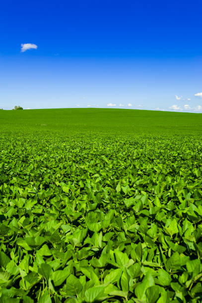 istock soy plantation, agriculture and development 1304902623