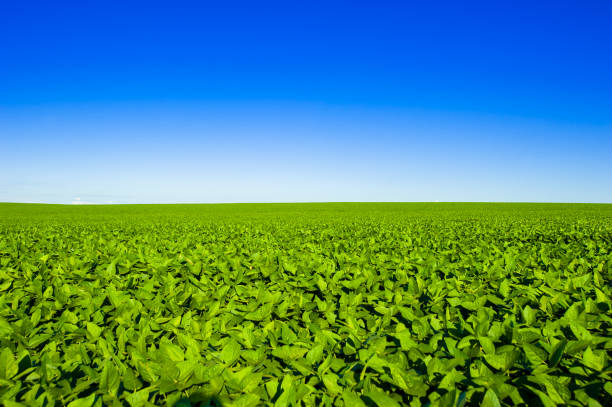 istock soy plantation, agriculture and development 1304902640