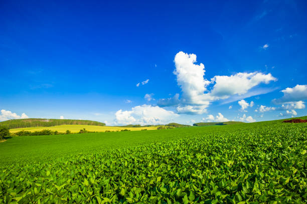 istock soy plantation, agriculture and development 1304902658