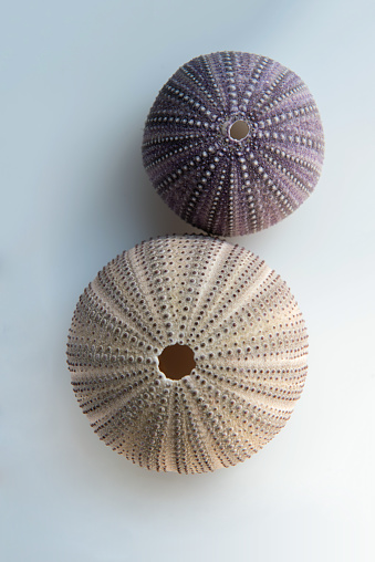 two sea urchin shells