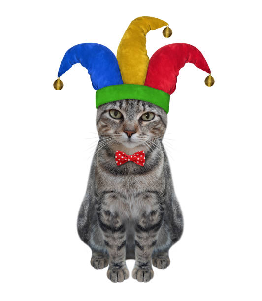 istock Cat gray clown sitting 1304903742