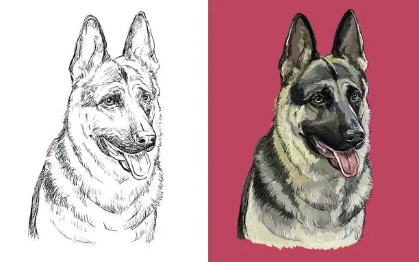 Vector illustration of Vector illustration portrait of cute funny dog German Shepherd