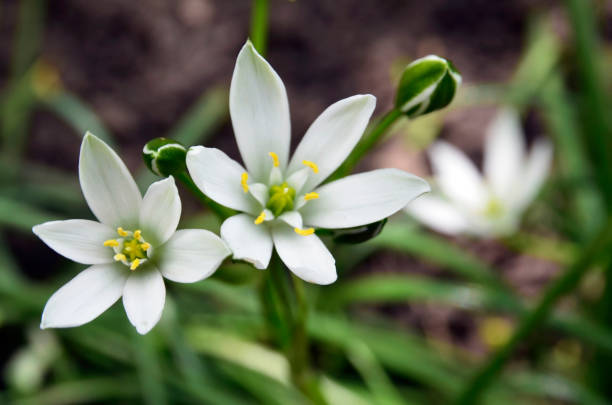 Ornithogalum umbellatum or Grass lily flower in a spring garden. stock photo