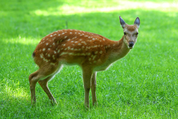 istock A young unfortunate deer looks into the camera 1304904661