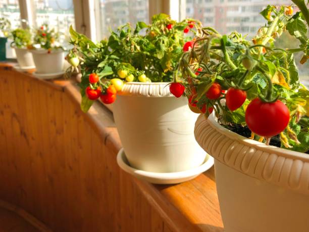 Balcony garden: ripe potted tomatoes on a balcony in a residential apartment building Balcony garden: ripe potted tomatoes on a balcony in a residential apartment building. Copy space. tomato plant photos stock pictures, royalty-free photos & images