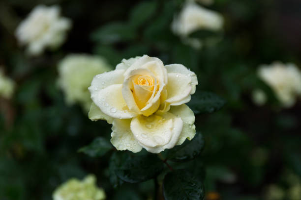 istock A selective focus shot of a cream Rose with dewdrops on it 1304905298