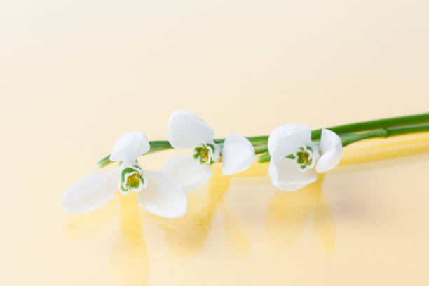 istock Snowdrop. White springs flower on  peach background in close-up with copy space. 1304905411