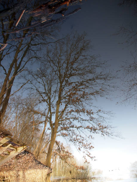istock refection of Tree on water surface 1304906040