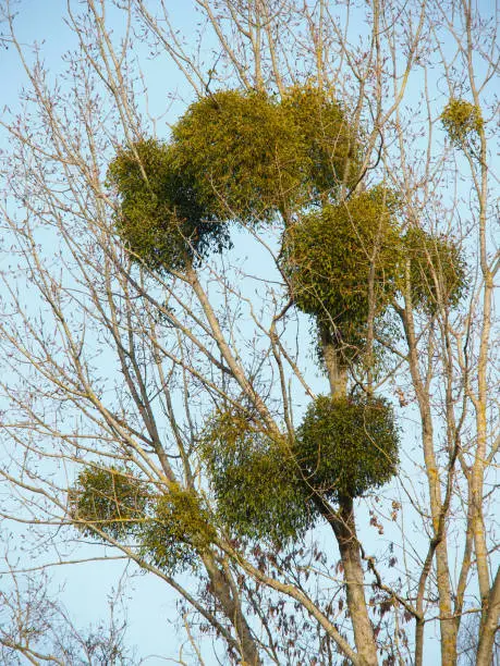 Photo of mistletoes in an high tree