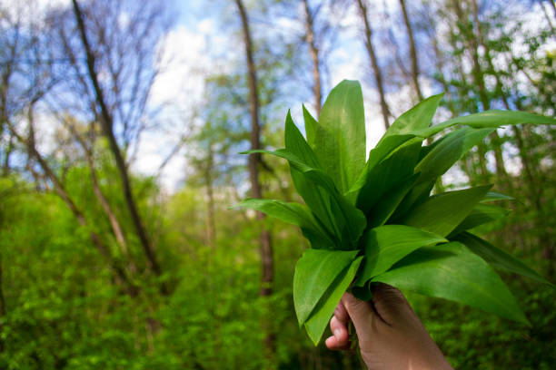 freshly picked bunch of wild garlic in hand freshly picked bunch of wild garlic leaves (ramsons) in hand against the background of a spring forest wild garlic leaves stock pictures, royalty-free photos & images
