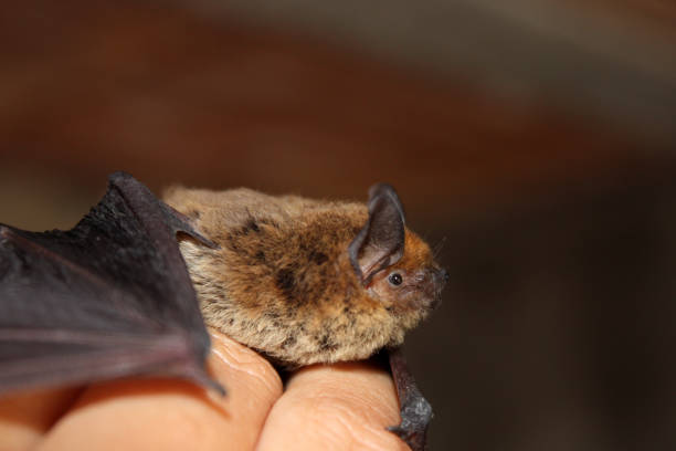 Little brown bat Little brown bat on a man hand. mouse eared bat photos stock pictures, royalty-free photos & images