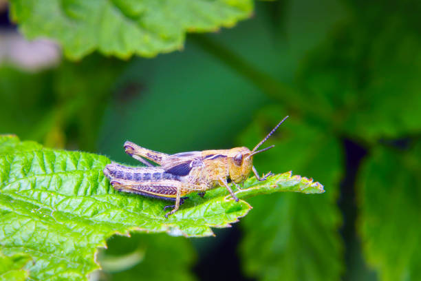 istock Agricultural pest Grasshopper or locust sitting on grass 1304908533