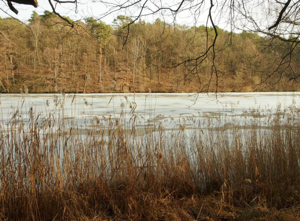 istock overview frozen lake with reed and forest 1304909219