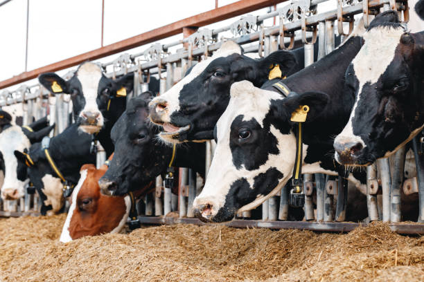 istock Cows standing in a stall and eating hay 1304909223