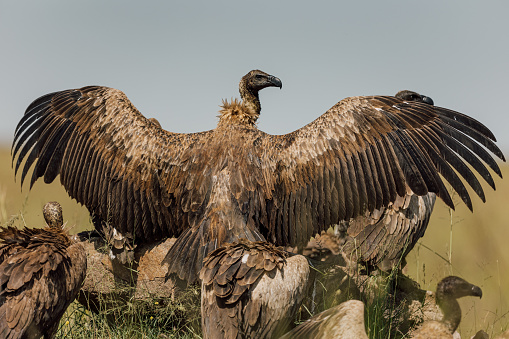 Frontal close-up view of a Eurasian griffon vulture (Gyps fulvus)