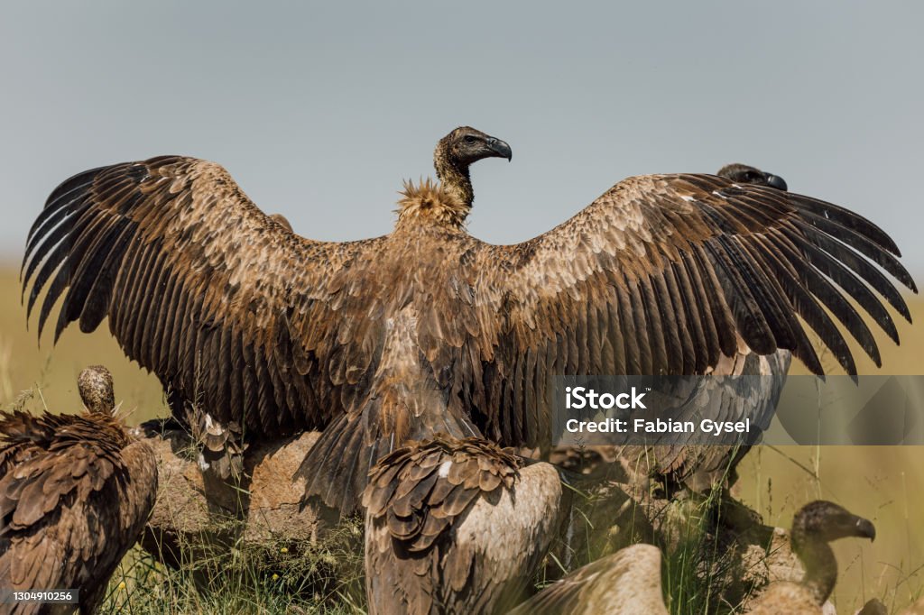 Vulture Spreading Wings A vulture spreading its large wings. Vulture Stock Photo