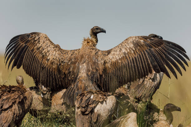 Vulture Spreading Wings A vulture spreading its large wings. vulture photos stock pictures, royalty-free photos & images