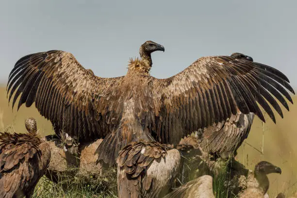 A vulture spreading its large wings.